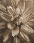 Dahlia —Tom Baril