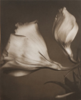 Lisianthus Flowers ?Tom Baril